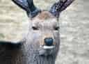 二ホンジカの写真 10
